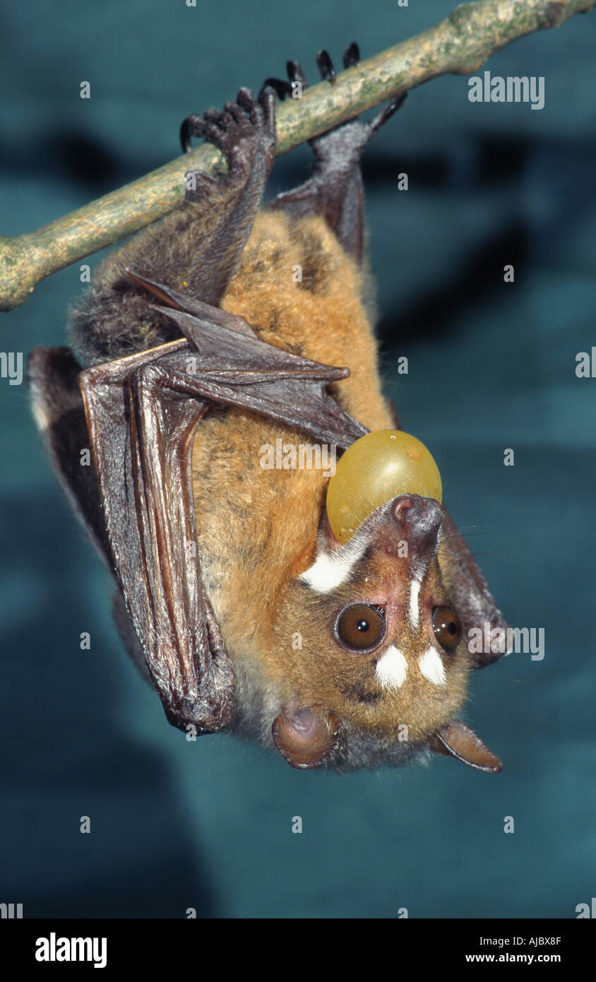striped-faced fruit bat (Styloctenium wallacei), feeding fruit, Indonesia, Sulawesi Stock Photo