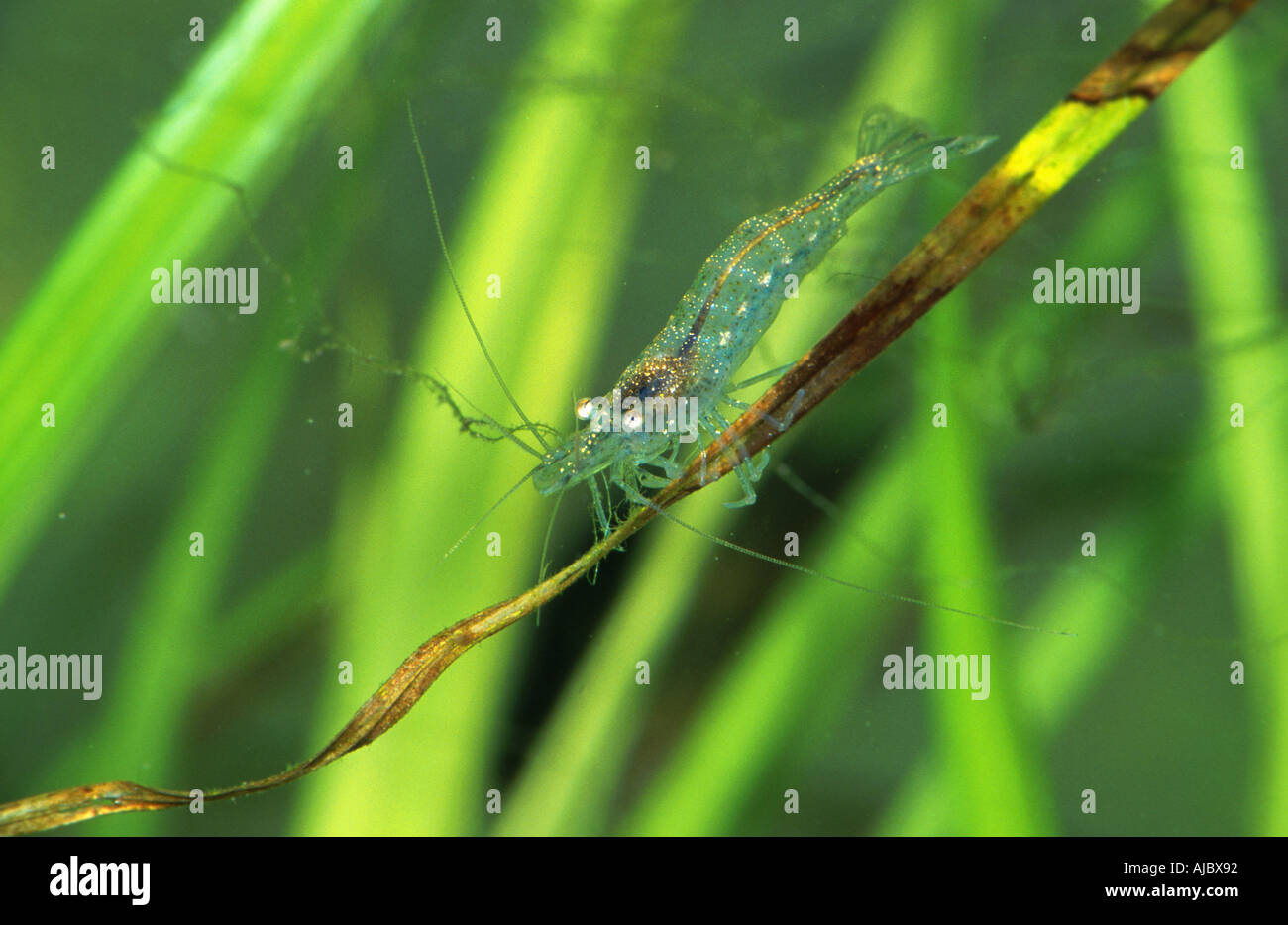 freshwater shrimp (Atyaephyra desmaresti), on leaf of water plant, Croatia Stock Photo