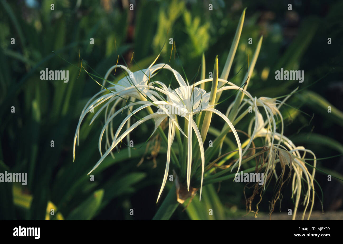spider lily (Hymenocallis littoralis), blooming, Malaysia, Sarawak, Kuching Stock Photo