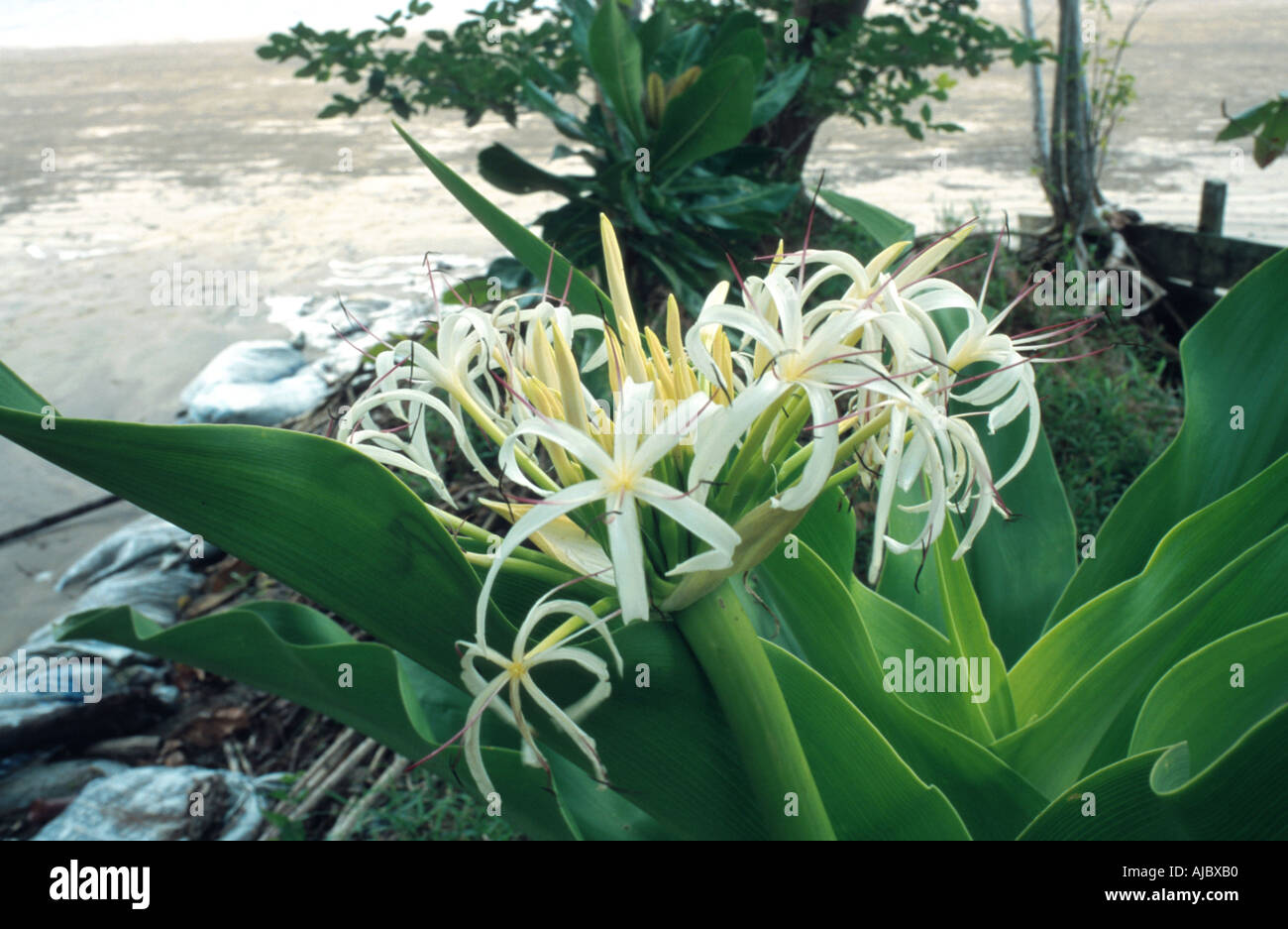 poisonbulb, crinum lily (Crinum asiaticum), blooming, Malaysia, Sarawak Stock Photo