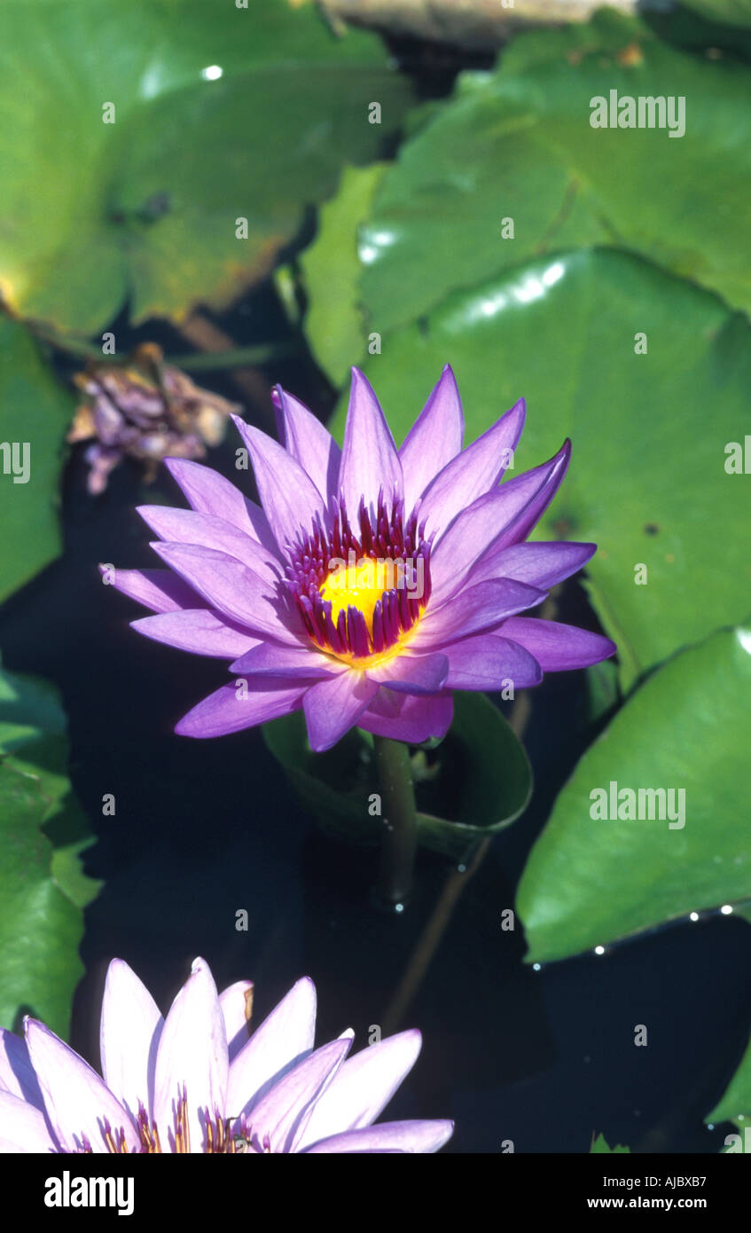 Egyptian lotus, blue lotus of the nile, blue water lily (Nymphaea caerulea), blooming, Thailand Stock Photo