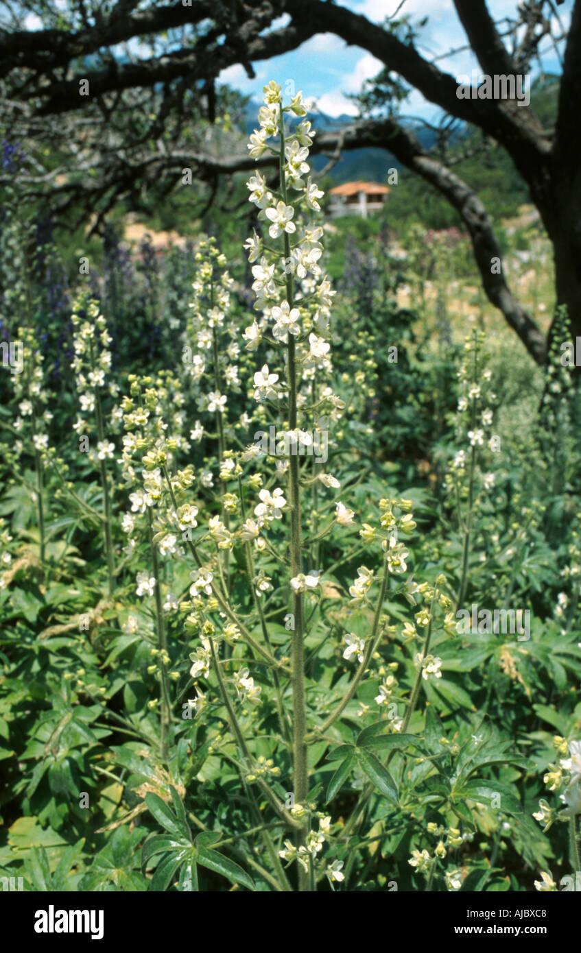 stavesacre (Delphinium staphisagria), blooming, Greece, Creta Stock Photo