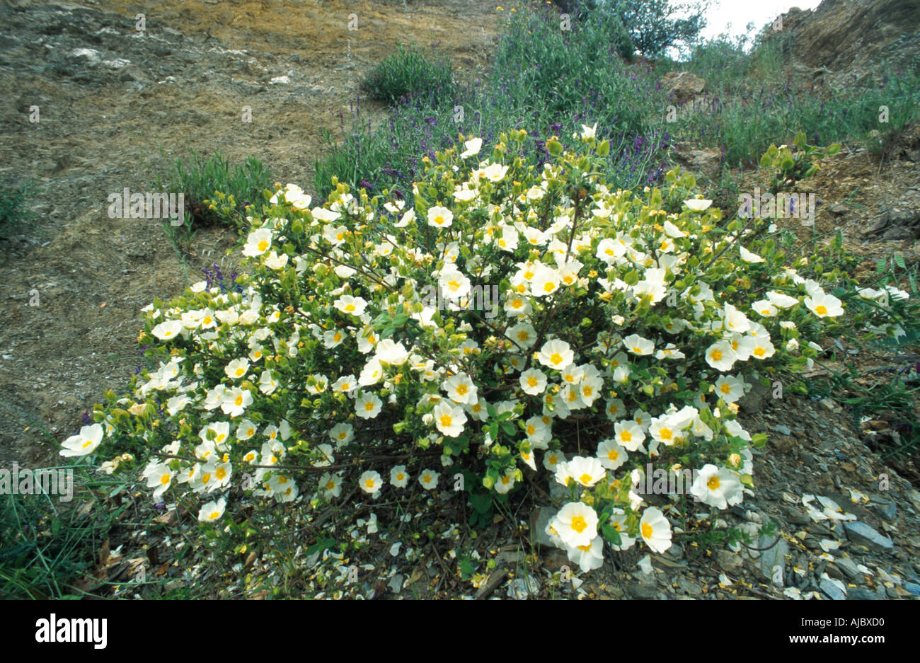 sageleaf rock rose, sageleaved rock rose (Cistus salviifolius Stock
