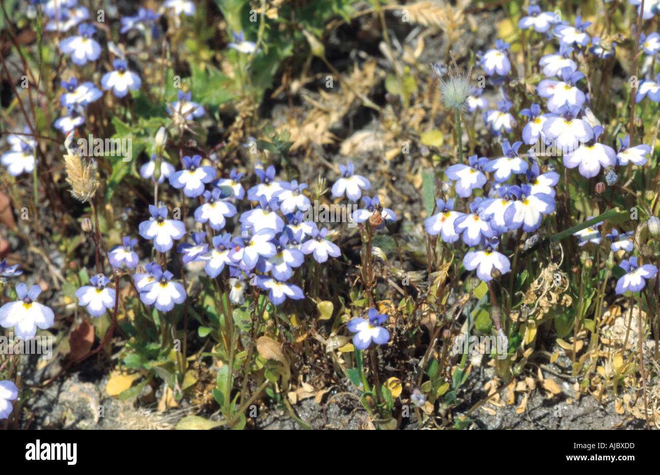 blooming, Greece, Creta Solenopsis minuta ssp. annua Stock Photo