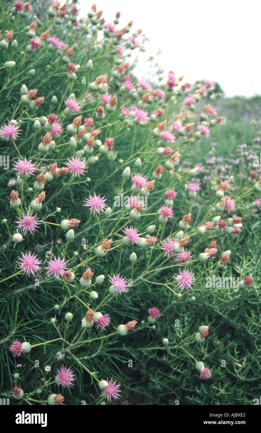 shrubby ptilostemon (Ptilostemon chamaepeuce), blooming, Greece, Creta Stock Photo