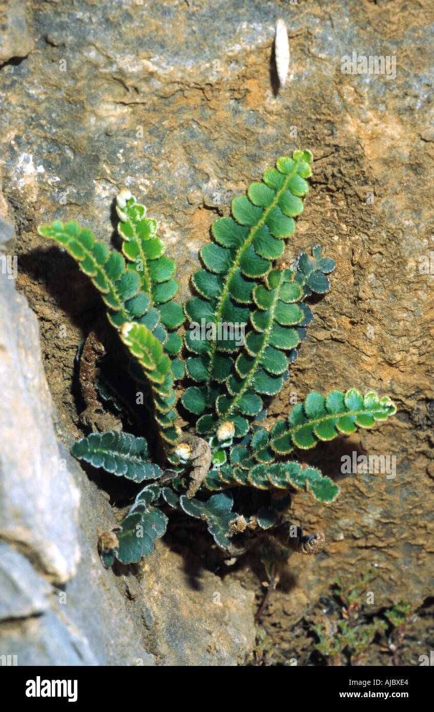 common spleenwort (Asplenium ceterach), one plant, Greece, Creta Stock Photo