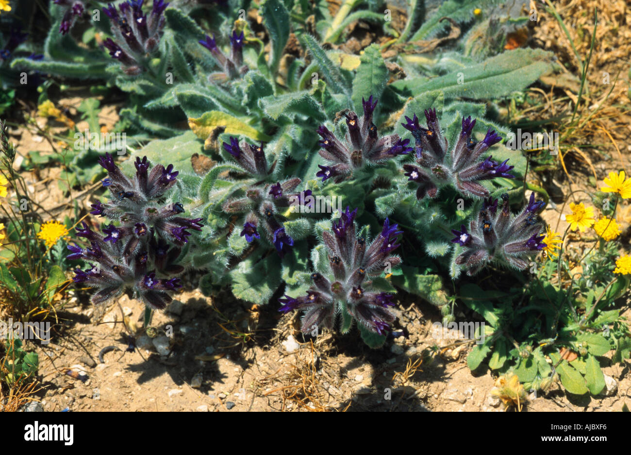alkanet hybrid (Anchusa hybrida), blooming, Greece, Creta Stock Photo