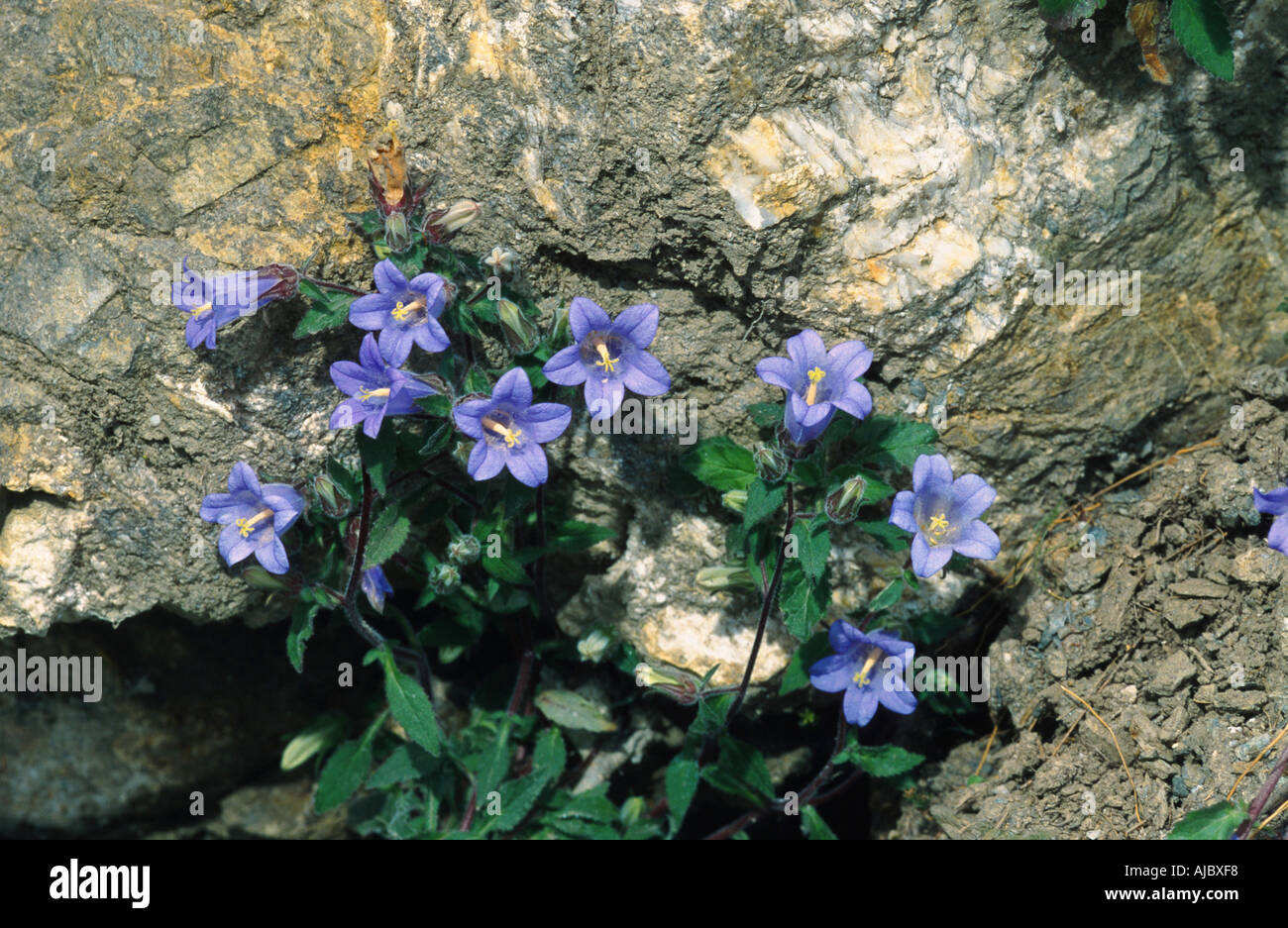 bellflower (Campanula tubulosa), on rock, blooming, Greece, Creta Stock Photo