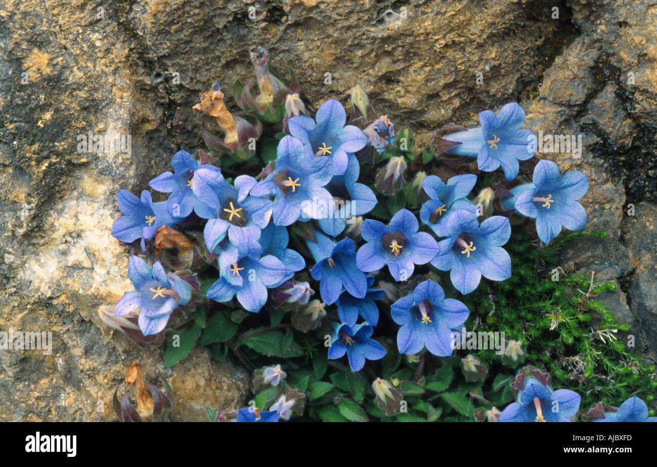 bellflower (Campanula tubulosa), on rock, blooming, Greece, Creta Stock Photo
