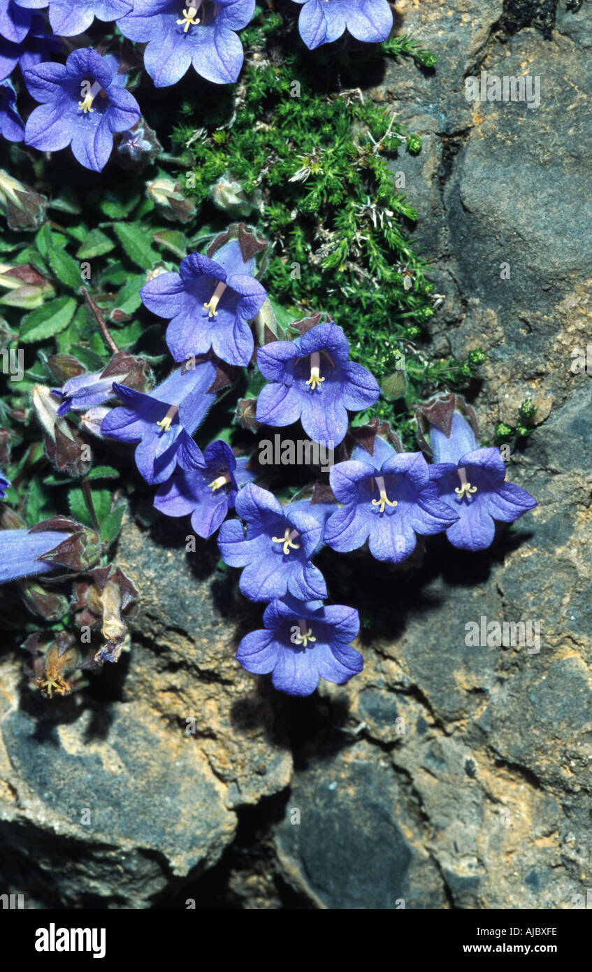 bellflower (Campanula tubulosa), on rock, blooming, Greece, Creta Stock Photo