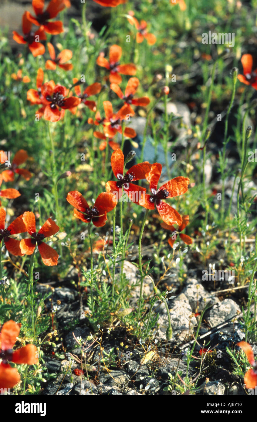 pinnate poppy, prickly poppy (Papaver argemone), blooming, Germany, Rhineland, Neuss Stock Photo