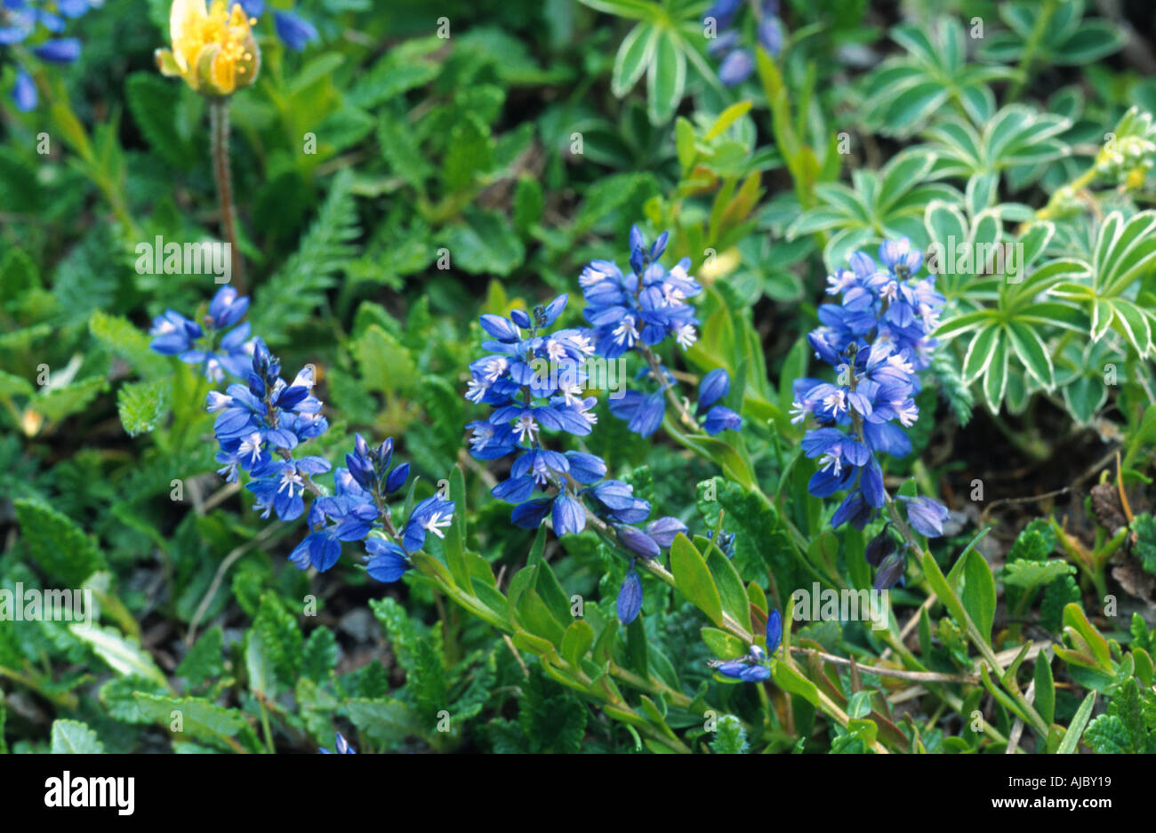 alpine milkwort (Polygala alpina), blooming, Switzerland, Flims Stock Photo