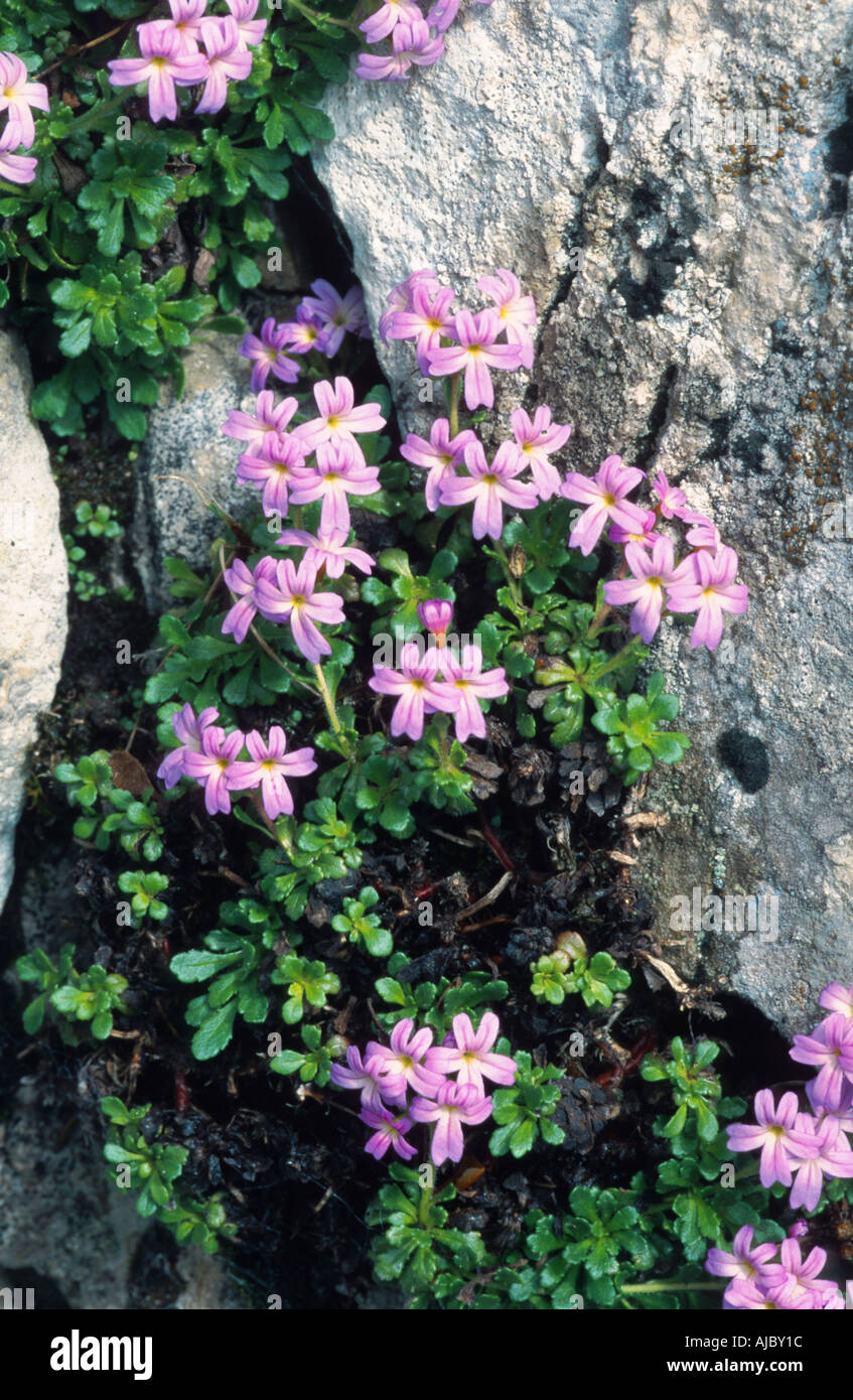 maile-hohono, flossflower (Ageratum houstonianum, Ageratum conyzoides), between rocks, blooming, Switzerland Stock Photo