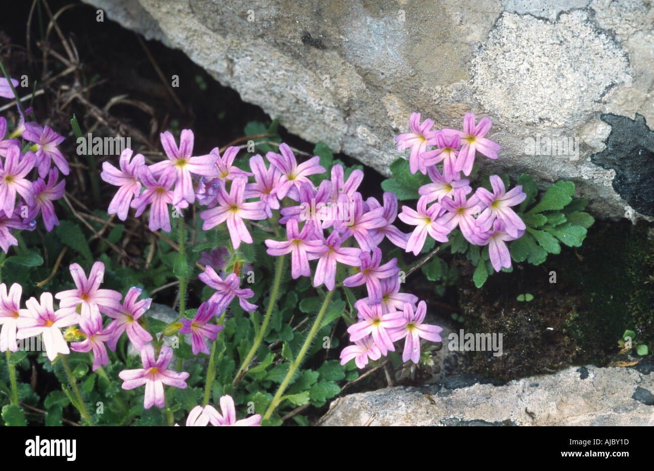 maile-hohono, flossflower (Ageratum houstonianum, Ageratum conyzoides), between rocks, blooming, Switzerland Stock Photo