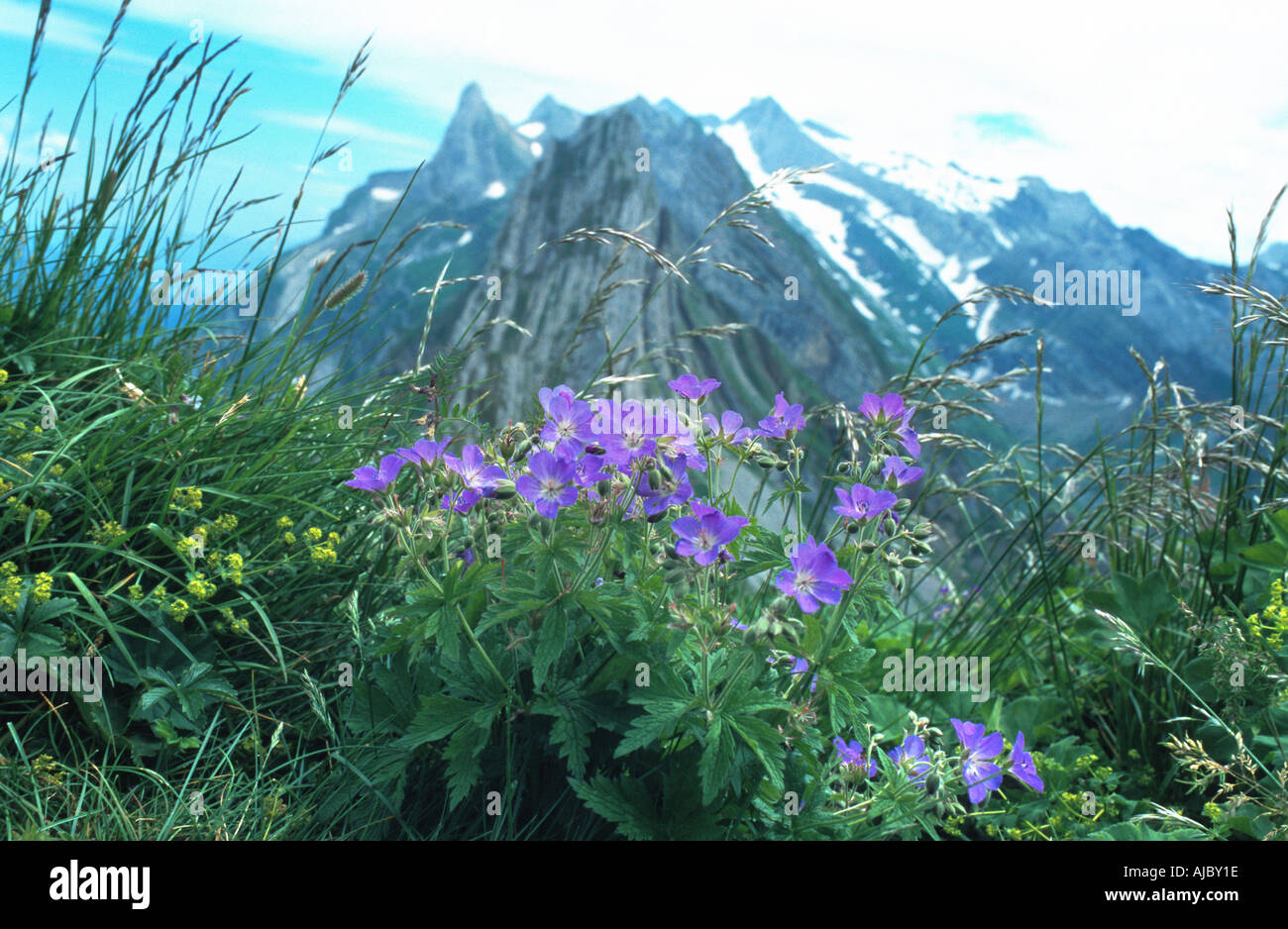 wood cranesbill (Geranium sylvaticum), in alpine scenery, blooming, Switzerland Stock Photo
