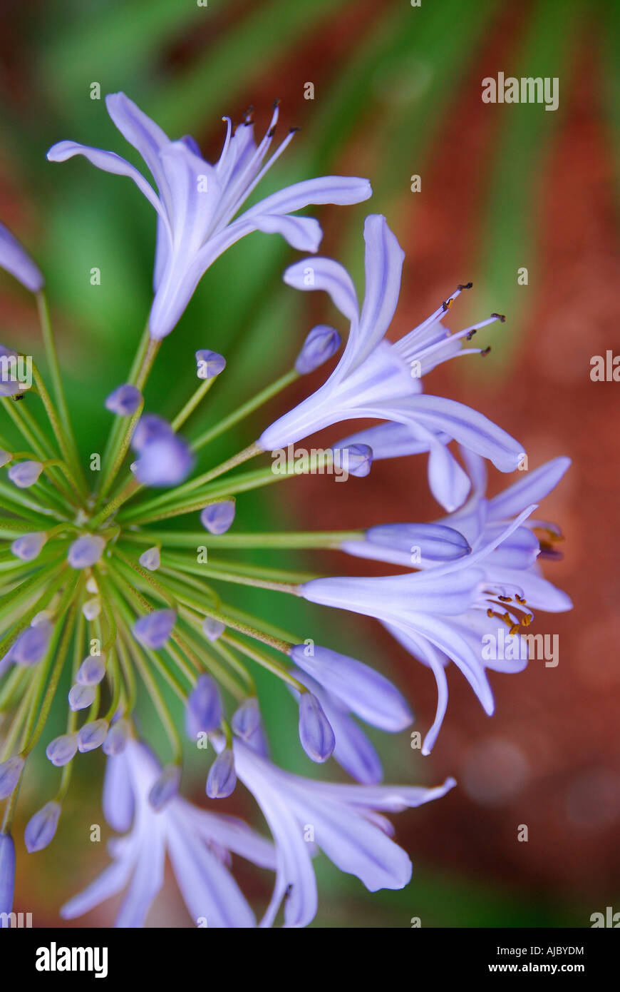 Agapanthus Flowers (Agapanthus praecox) in Bloom Stock Photo