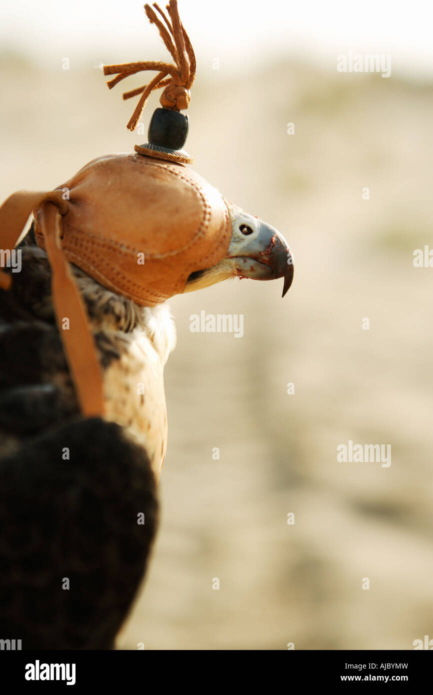 Hooded Falcon used for Falconry Stock Photo