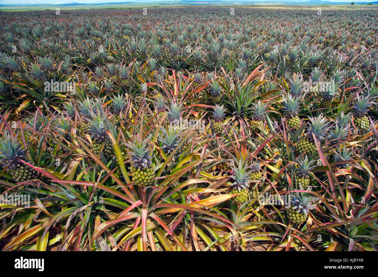 Pineapple plantation africa hires stock photography and images Alamy
