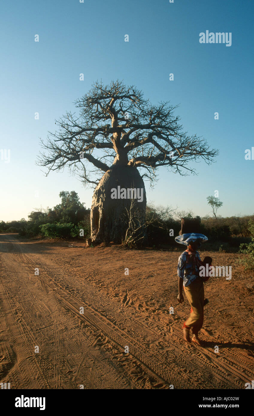 Local African Woman Walking Past a Baobab Tree (Adansonia digitata) Stock Photo