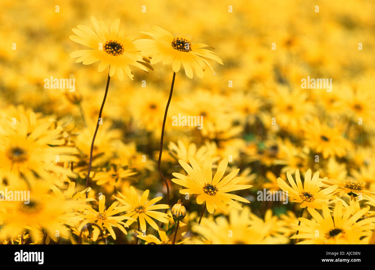 A Field of Yellow Wild Flowers Stock Photo