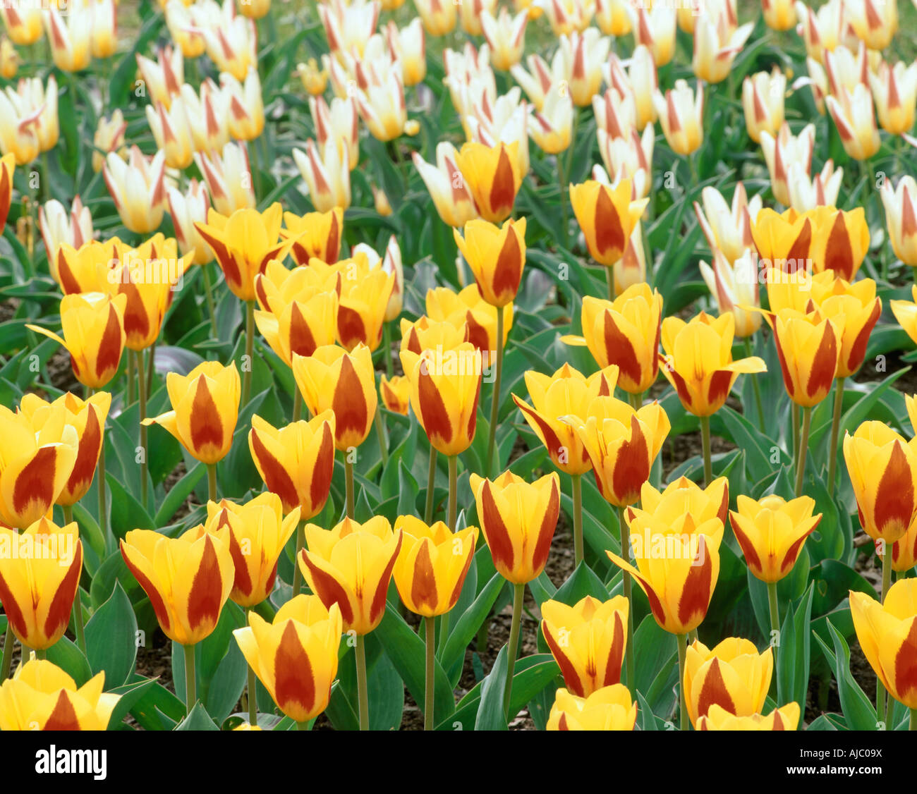 Field of Yellow and Red Tulips Stock Photo - Alamy
