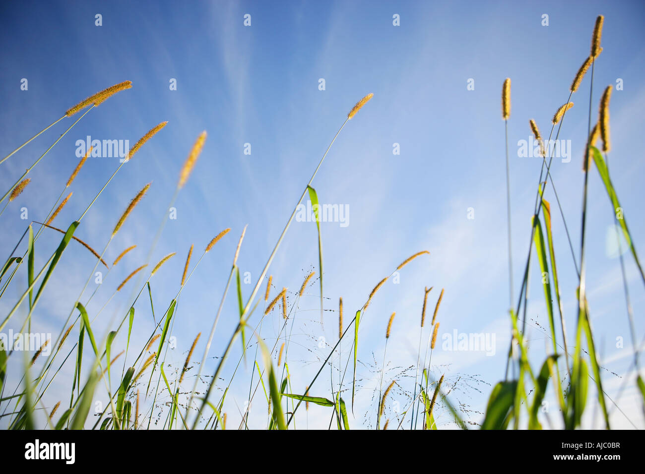Low Angle View of Water Grass Stock Photo