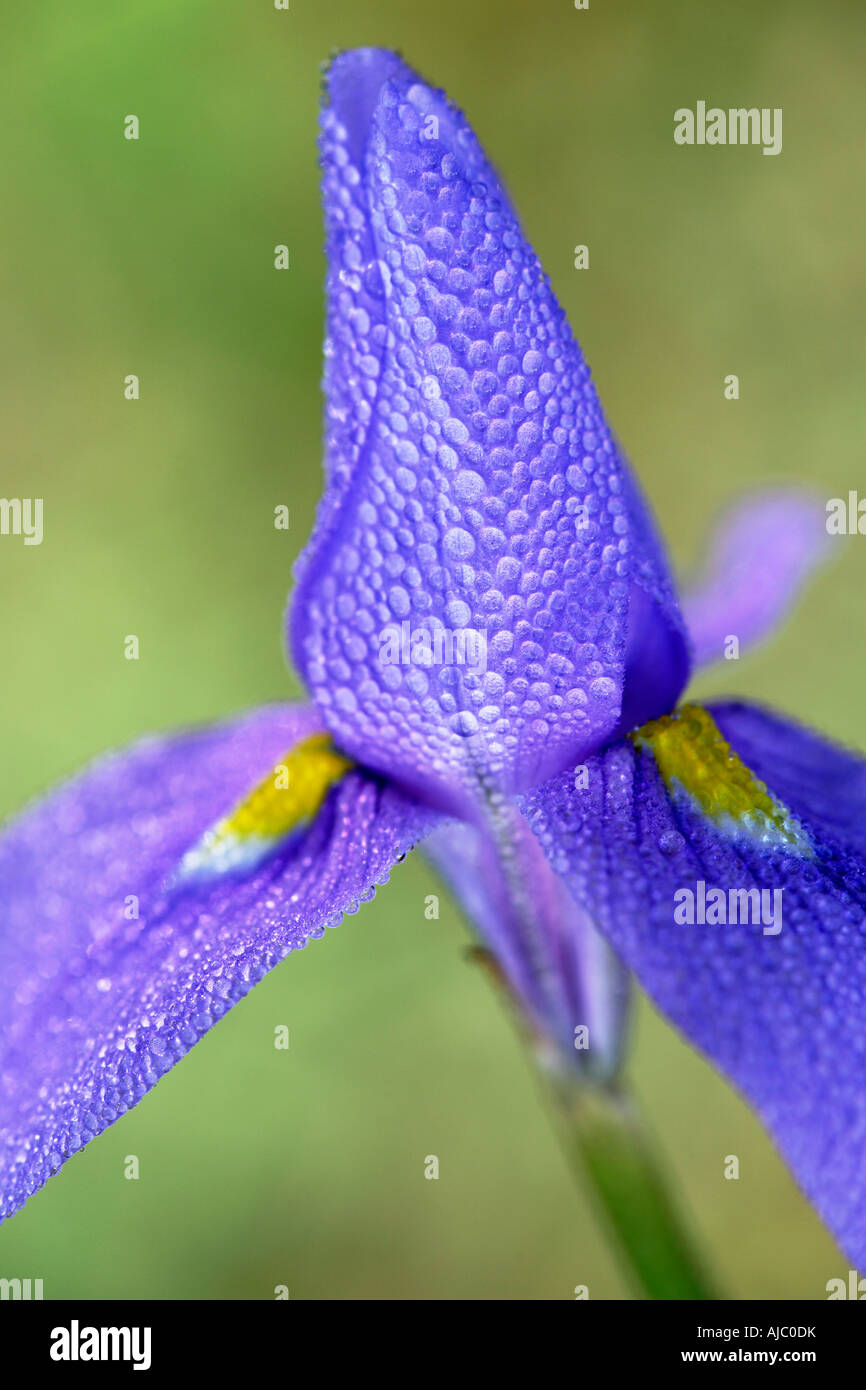 Close-Up of a Karoo Iris (Morea polystachya) Against a Green Background Stock Photo