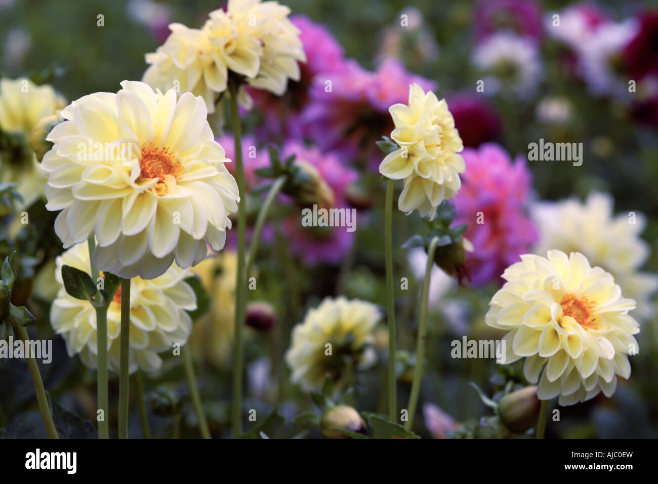 Group of Dahlia Pinnata Flowers Stock Photo