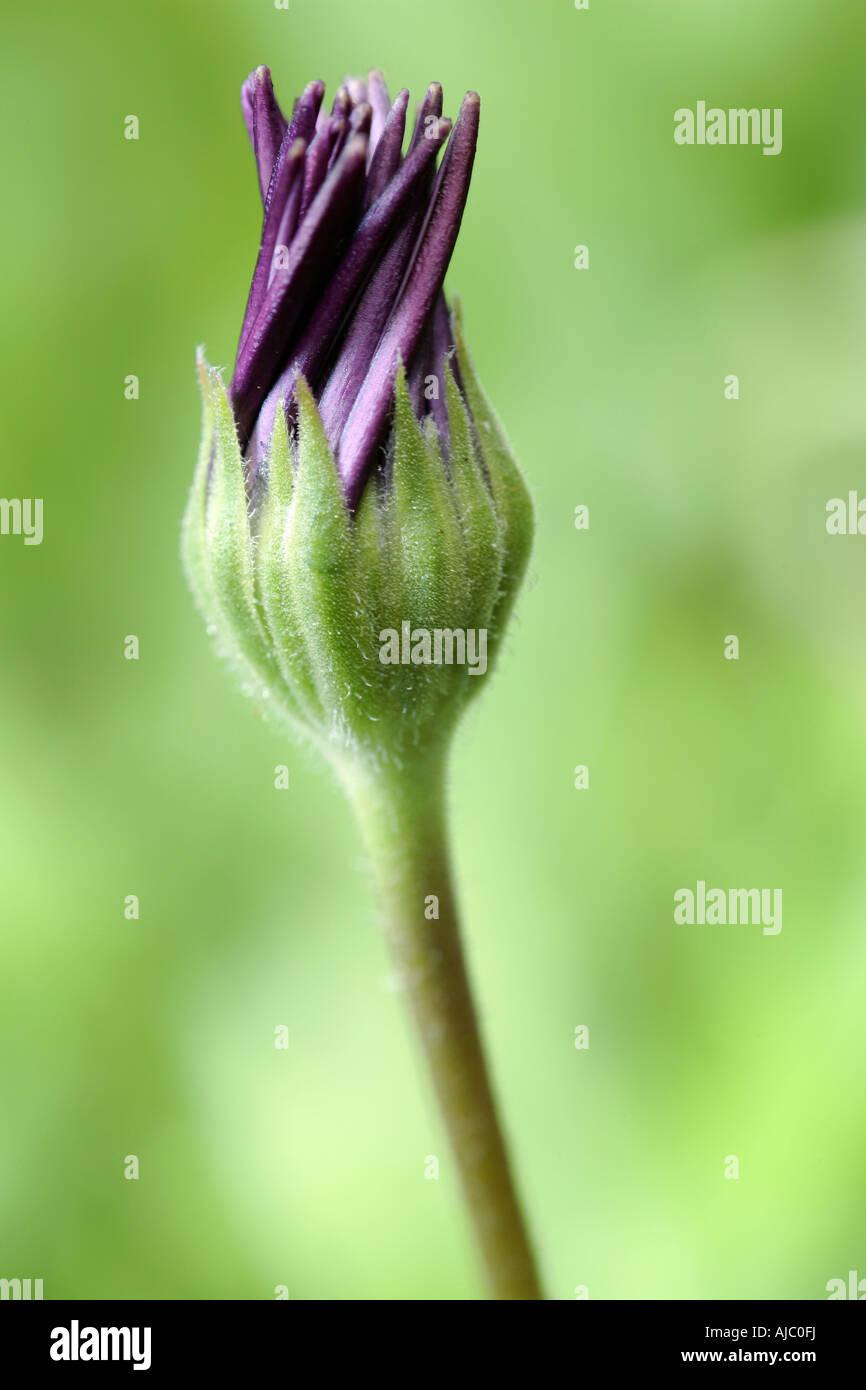 Close-up of a Purple Daisy Flower Bud (Osteospermum jucundum) Against a Green Background Stock Photo