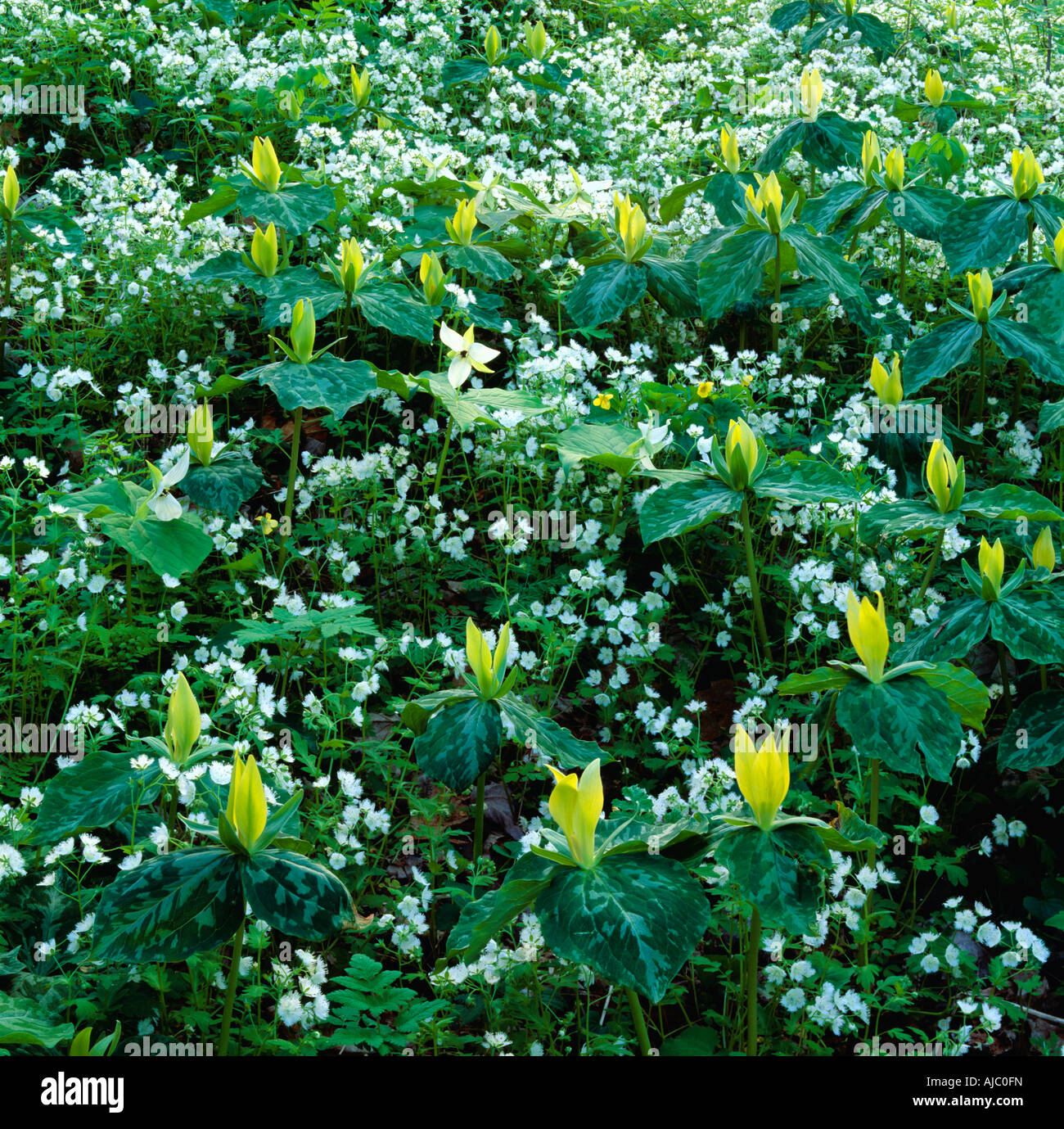 Close-Up of Yellow Trilliums (Trillium luteum) Stock Photo