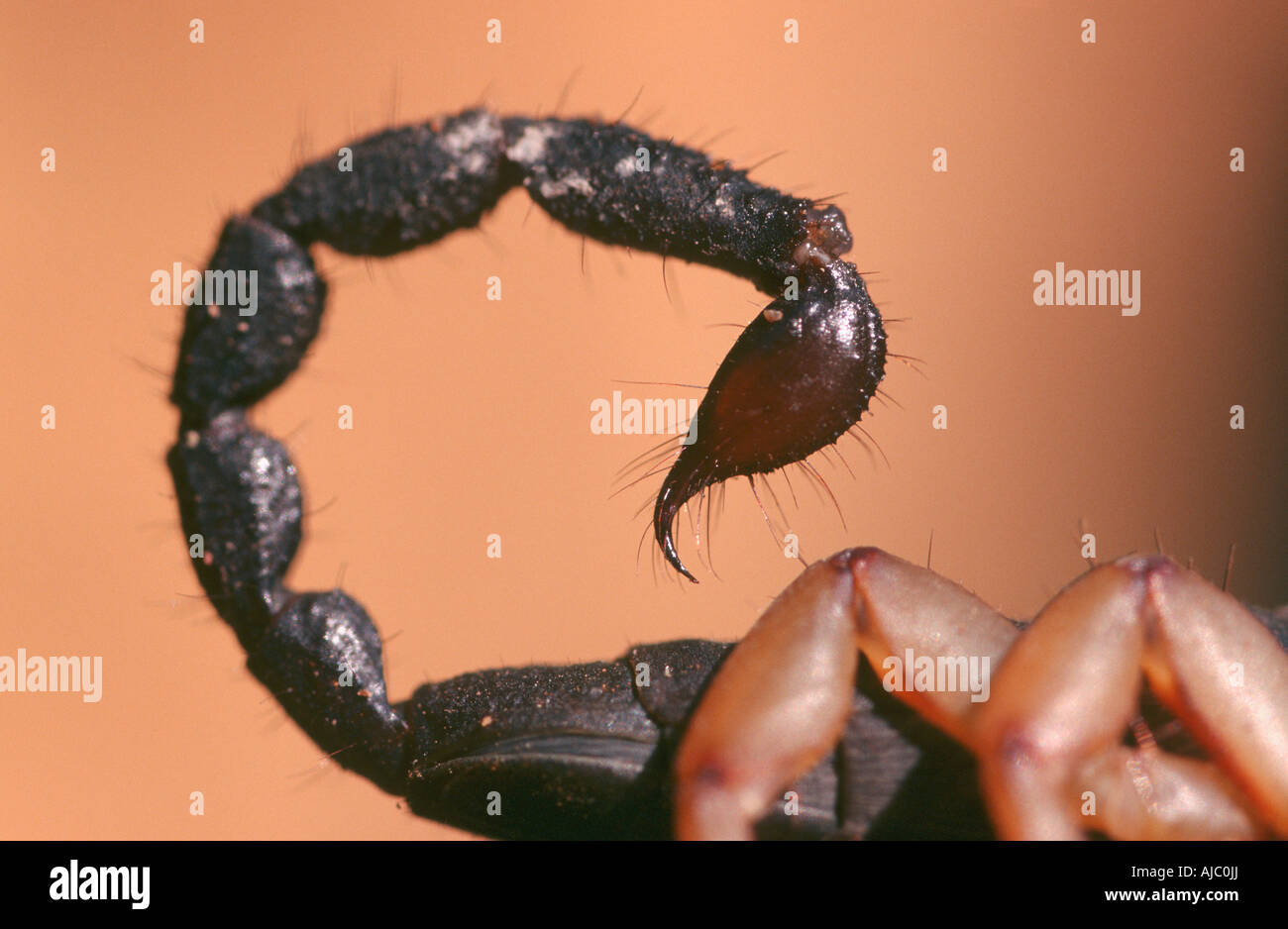 Scorpion Tail Side View Stock Photo Alamy