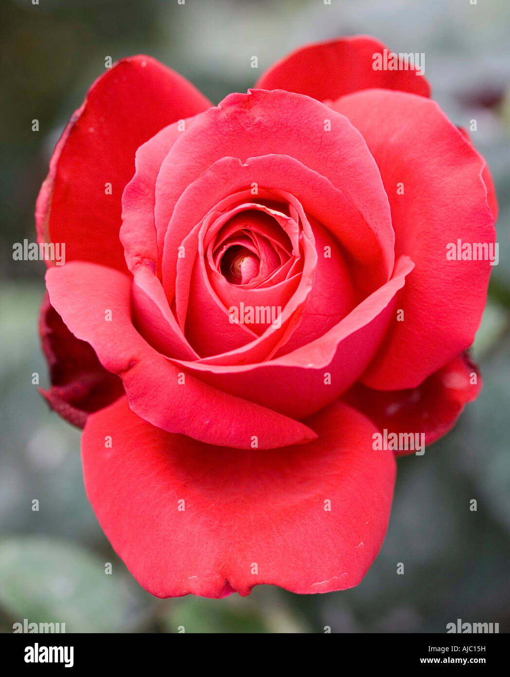 close up of red rose Stock Photo - Alamy