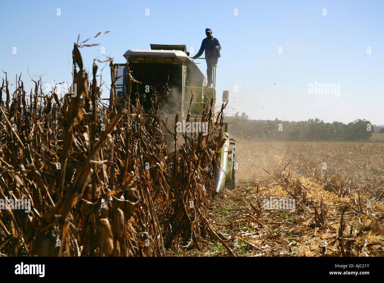 Combine Harvester Harvesting Maize Stock Photo Alamy