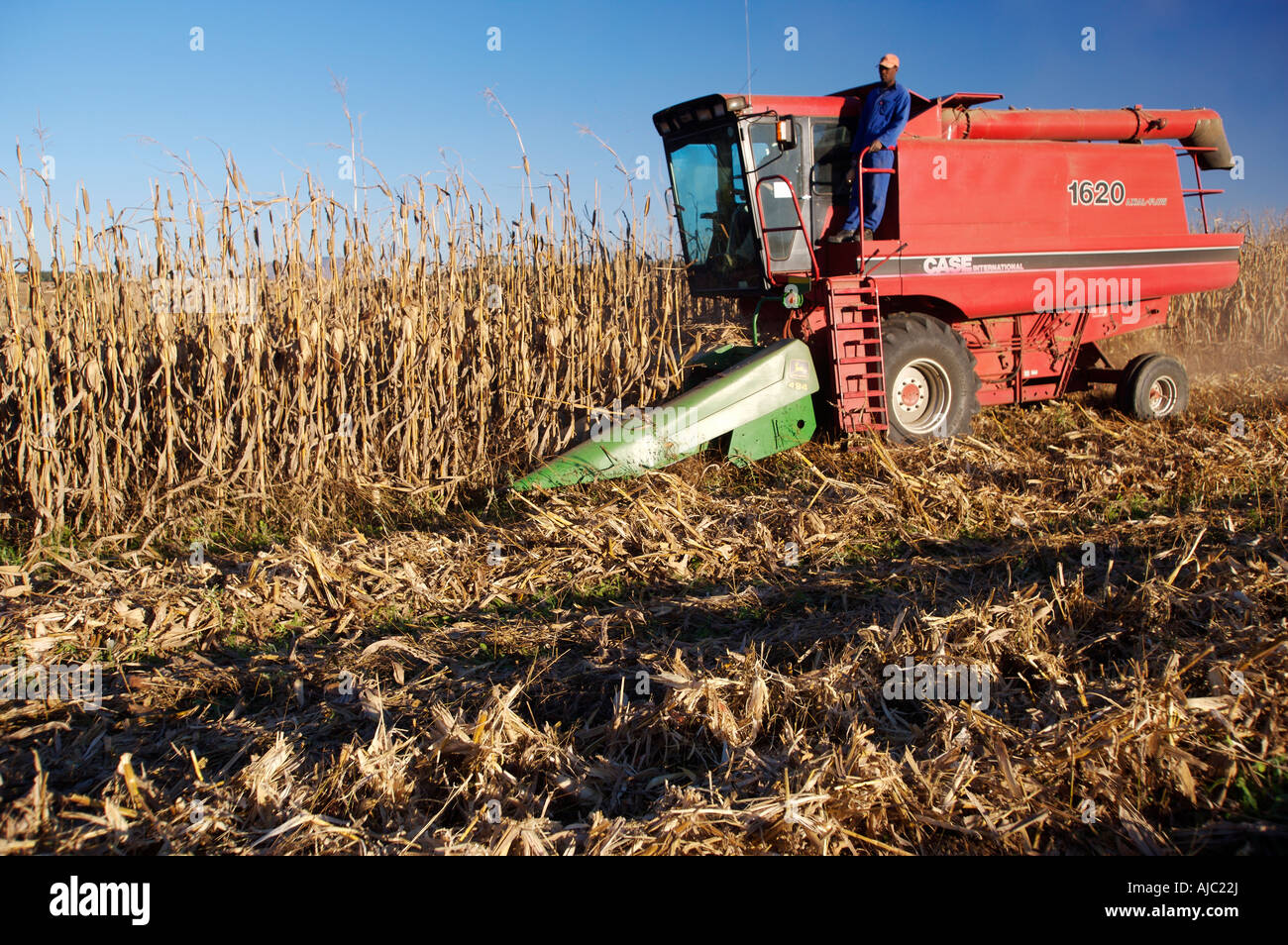Harvesting maize africa hires stock photography and images Alamy