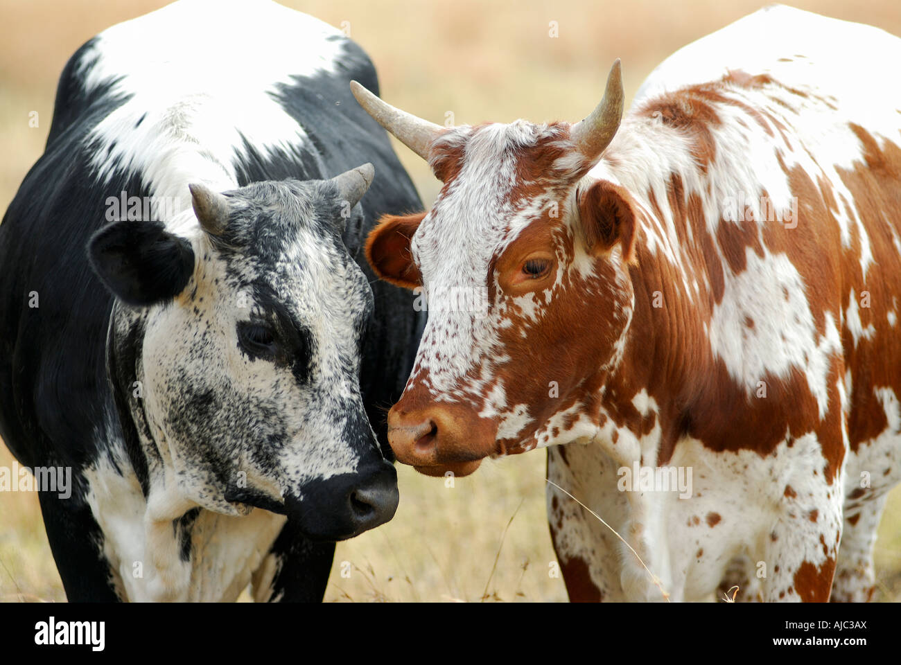 Two Nguni Cows Standing Side by Side Stock Photo