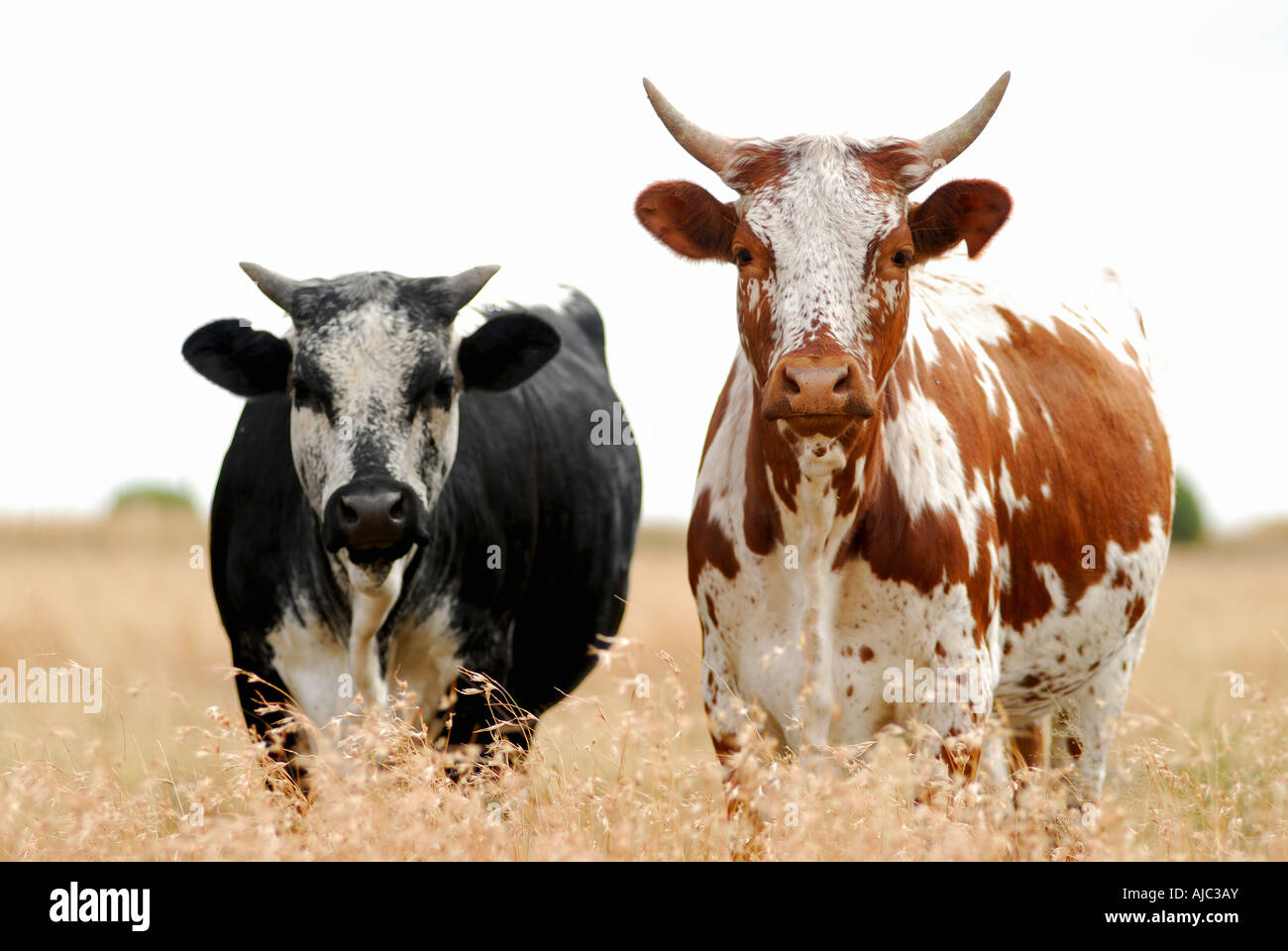 Two Nguni Cows Looking up, Ears Forward and Alert Stock Photo