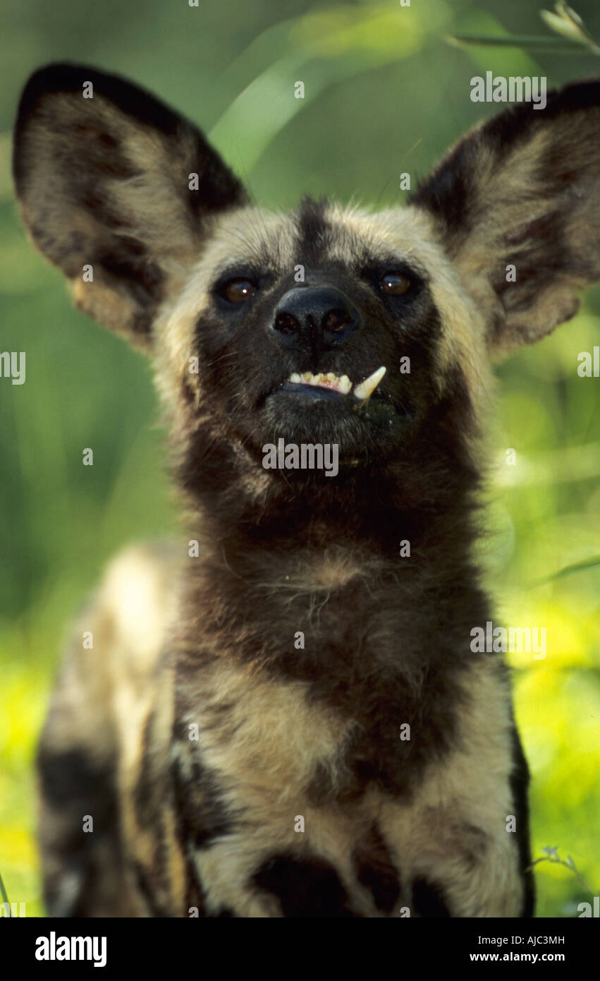 Closeup Front View of a Wild Dog (Lycaon pictus) with his Teeth