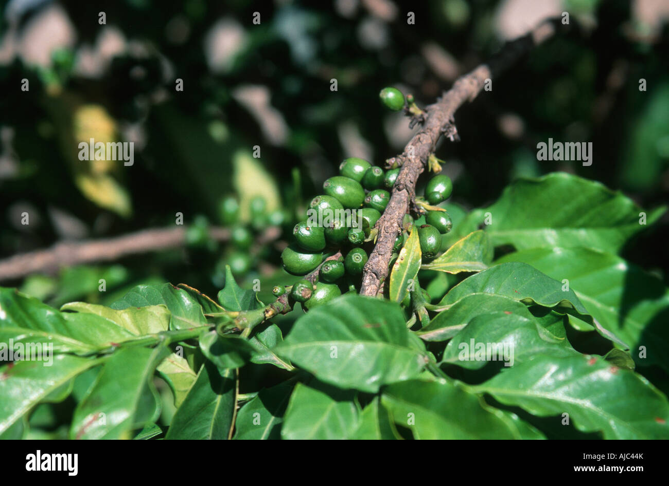 Portrait of Growing Coffee Beans on a Branch Stock Photo Alamy