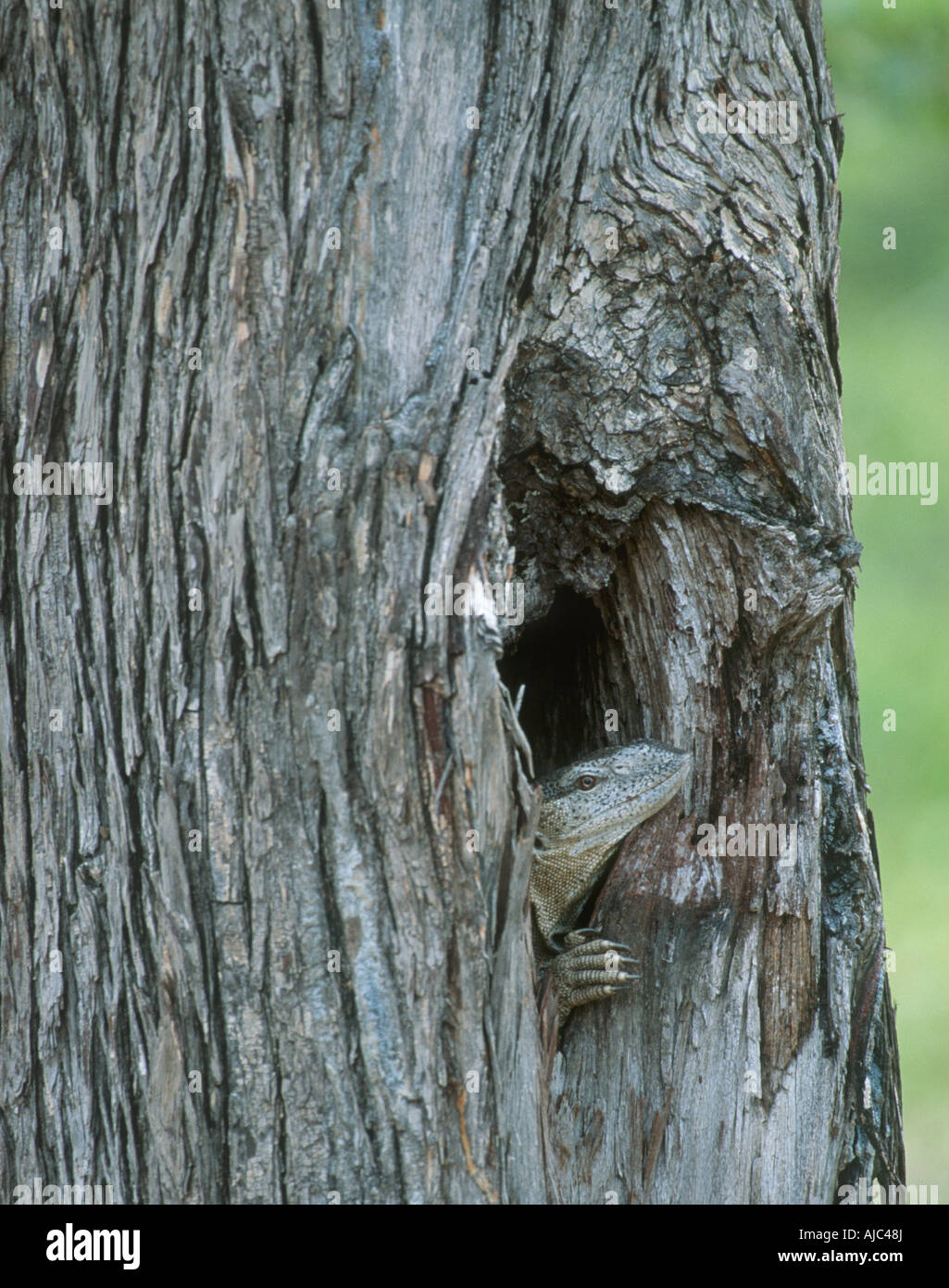 Monitor Lizard (Varanus indicus) Peering Out of Birds Nest Stock Photo