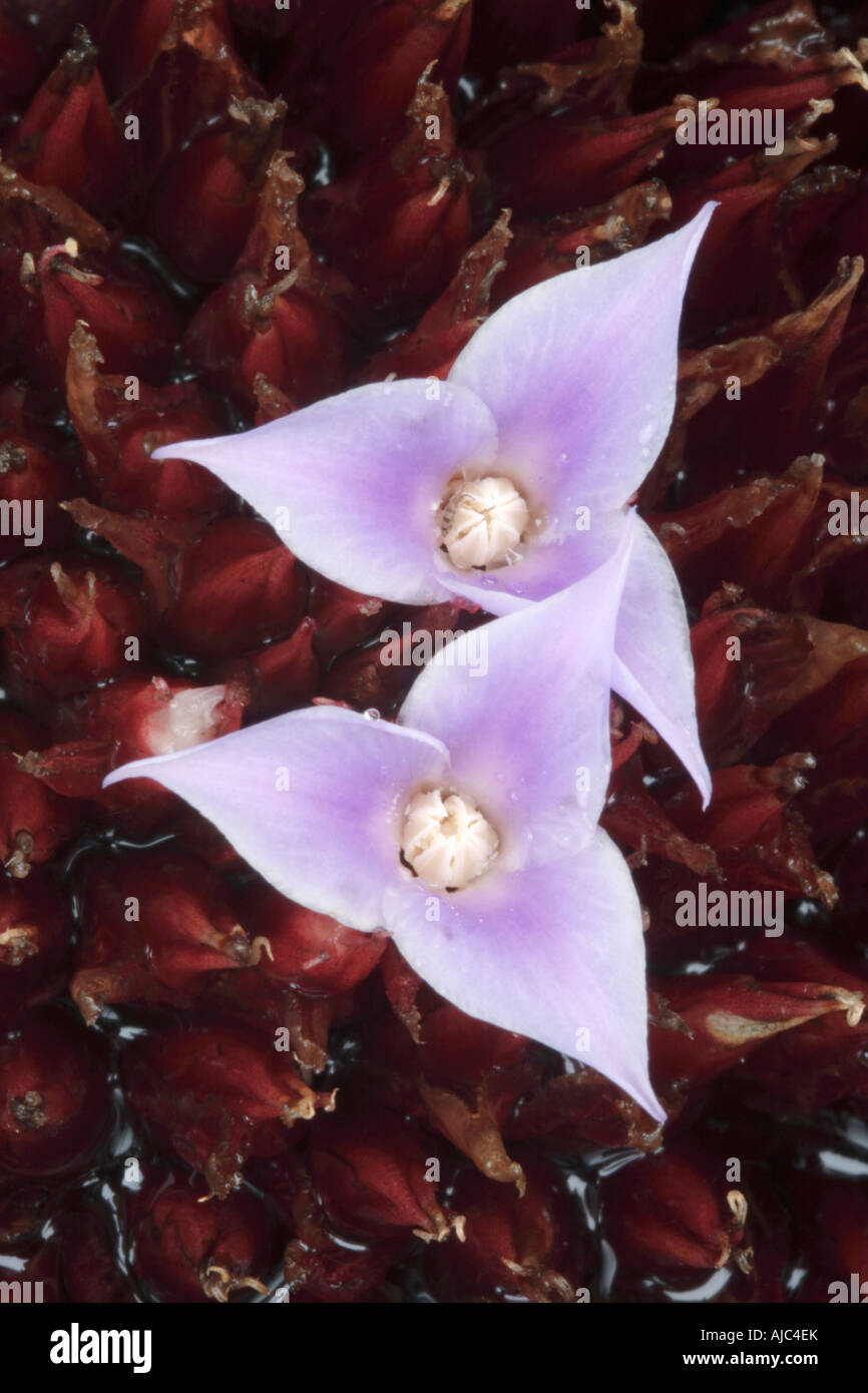 Portrait of the Inside of a Flowering Blushing Bromeliad Flower (Neoregelia carolinae) Stock Photo
