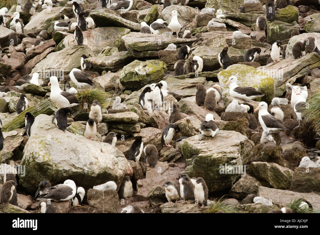 Southern Rockhopper Penguin (Eudyptes chrysocome chrysocome) Colony with Black-Browed Albatross (Diomedea melanophris) Flock Stock Photo
