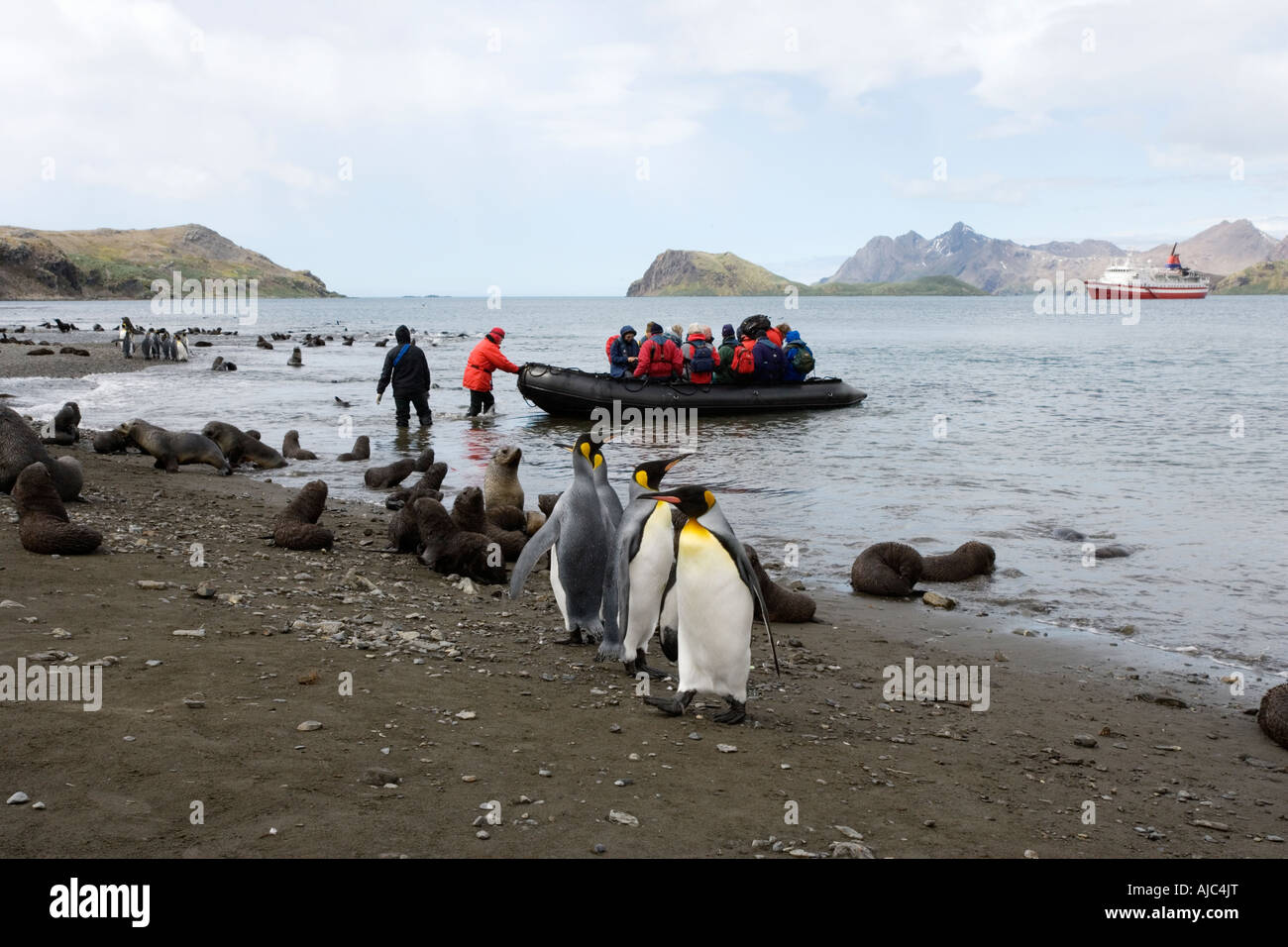 King Penguins (Aptenodytes patagonica) with Tourists Landing in the Background Stock Photo