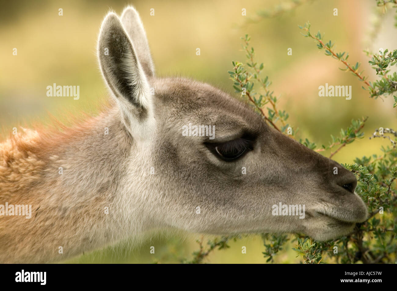 Close Up of Adult Guanaco Browsing on the Hillside Stock Photo