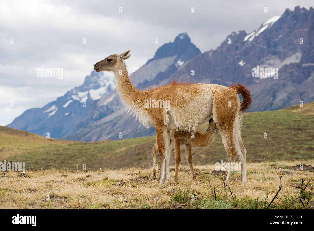 Guanaco (Lama guanicoe) Baby Suckling from its Mother Stock Photo