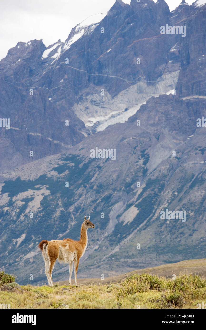 Lone Guanaco (Lama guanicoe) alert on the Hillside Stock Photo