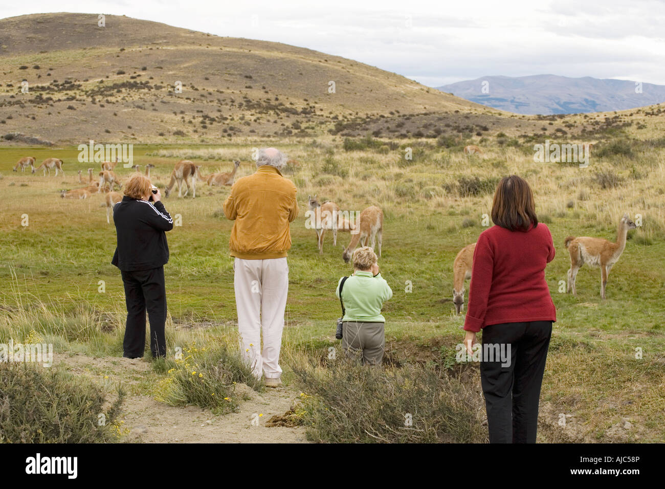 Tourist Photographing and Viewing Grazing Guanaco (Lama guanicoe) Herd Stock Photo