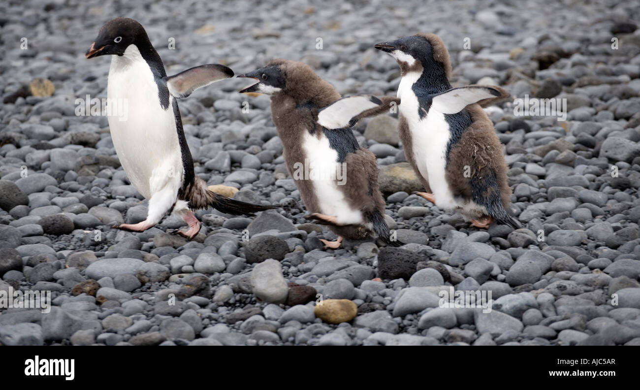 Moulting Adelie Penguin (Pygoscelis adeliae) Mother and Chicks Stock Photo