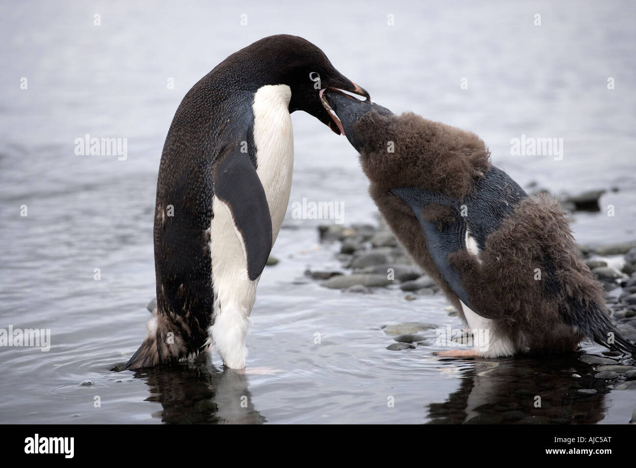 Adelie Penguin (Pygoscelis adeliae) Mother Feeding Chick Stock Photo
