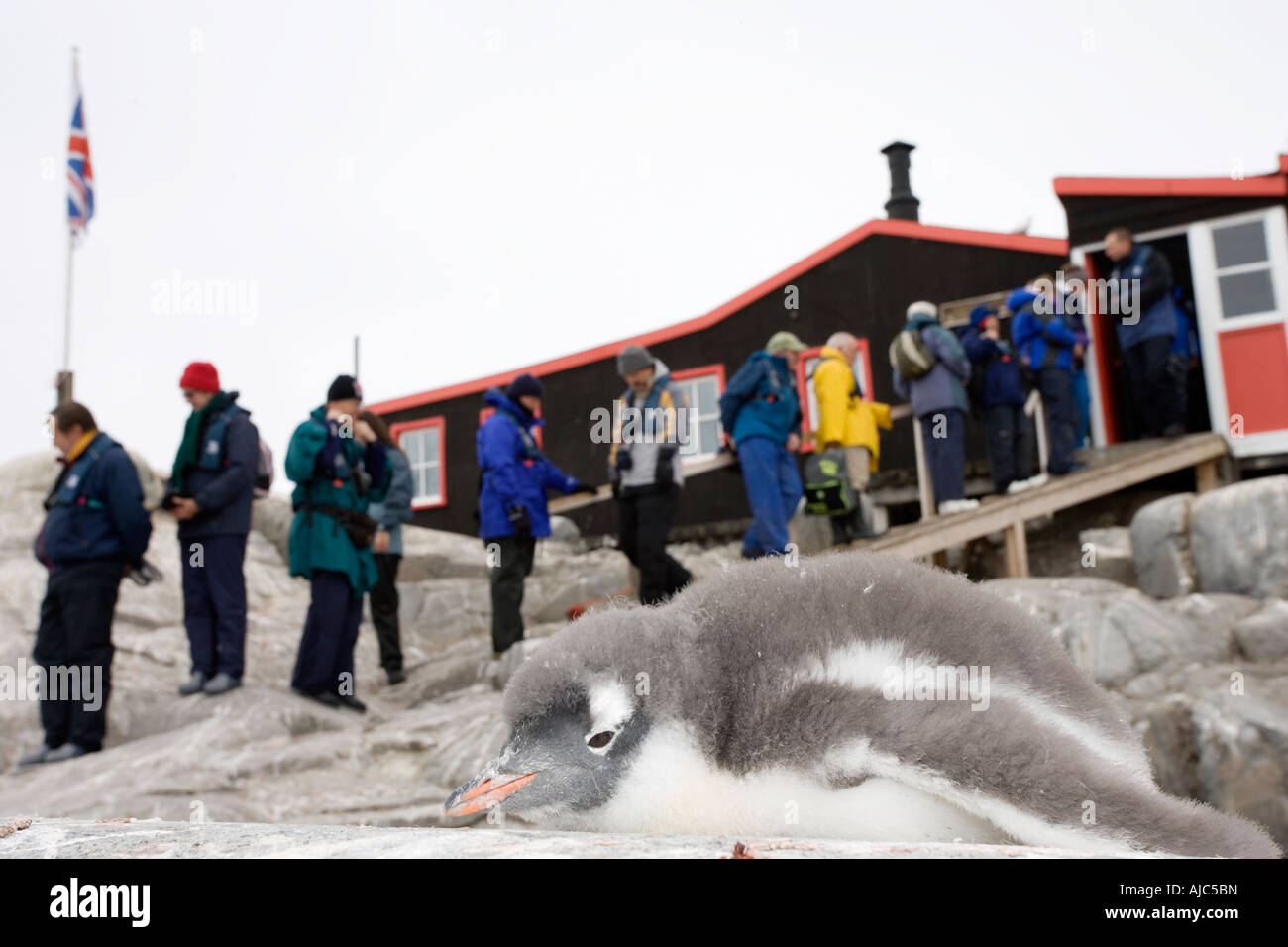 Tourists Viewing a Gentoo Penguin (Pygoscelis papua) at Base A Stock Photo