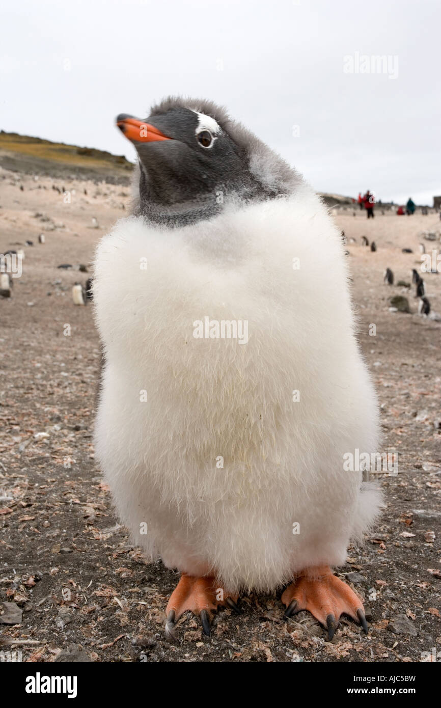 Close-Up of a Lone Gentoo Penguin (Pygoscelis papua) Stock Photo